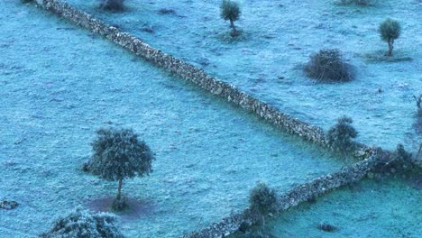 flight-in-a-frozen-dawn-visualizing-in-166mm-several-agricultural-farms-separated-by-a-stone-wall-passing-to-a-cultivated-plot-of-olive-trees-with-a-blue-color-due-to-the-cold-in-the-filming