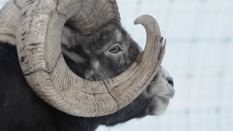 Erwachsene-Männliche-Dünnhornschafe-Mit-Spiralförmigem-Dickem-Horn-Im-Yukon,-Kanada