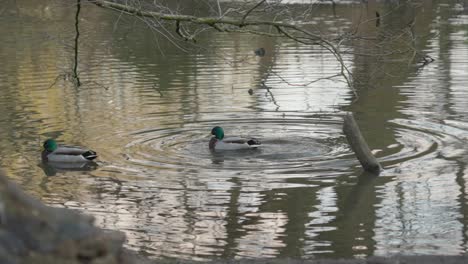 Ein-Malerischer-Tag-Im-Park,-Mitten-In-Einer-Stadt