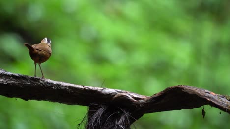 A-Javan-black-capped-babbler-bird-with-brown-feathers-walking-on-the-wooden-branch-with-green-background