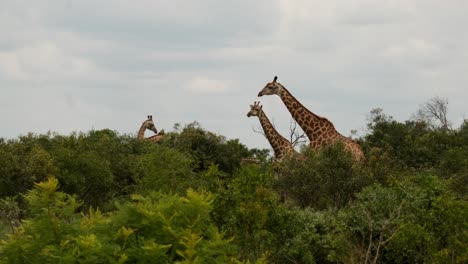 Giraffe-standing-tall-amongst-the-trees