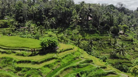 Vista-Aérea-De-Las-Terrazas-De-Arroz-De-Tegalalang-Y-La-Exuberante-Selva-En-Gianyar,-Bali,-Indonesia.