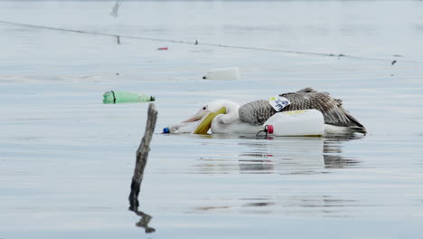 Junger-Großer-Weißer-Pelikan-Versucht,-Handgemachte-Plastikboje-Zu-Essen,-See-Kerkini