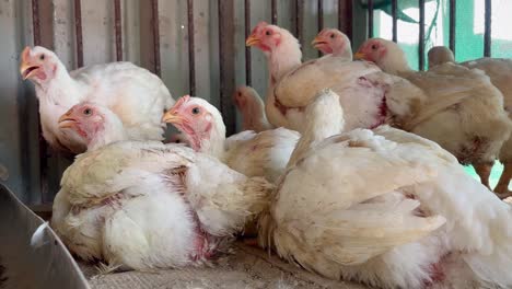 White-chickens-in-the-chicken-coop