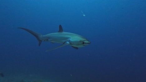 Thresher-shark-passing-very-close-at-the-camera-in-slow-motion