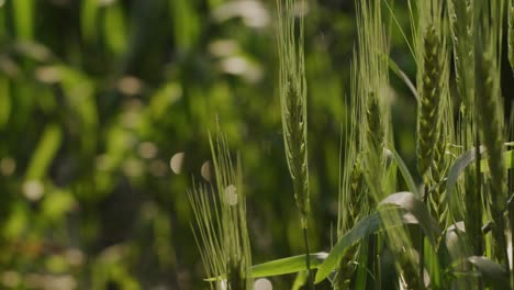 Un-Primer-Plano-Portátil-De-Un-Campo-De-Trigo-Con-Hebras-De-Trigo-Meciéndose-En-El-Viento-Y-Un-Bokeh-Brillante-Como-Telón-De-Fondo-Durante-El-Día