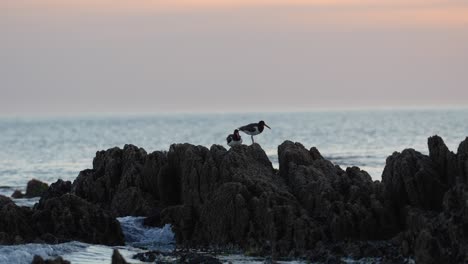 Oystercatcher-birds-perched-on-seaside-rocks-at-dusk,-calm-sea-in-the-background,-tranquil-scene