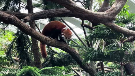 Panda-Rojo-Caminando-Sobre-Un-árbol-En-El-Zoológico