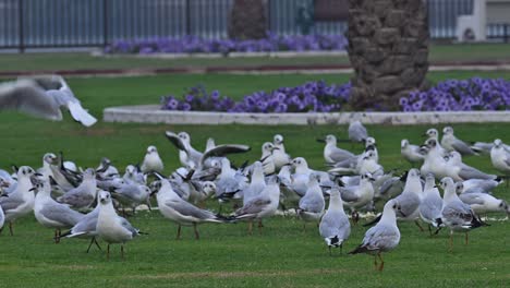 Aves-Migratorias-Comiendo-En-Una-Mañana-Brumosa-En-Una-Zona-Urbana-De-Los-Emiratos-Árabes-Unidos.