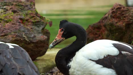 Magpie-goose,-anseranas-semipalmata-with-striking-black-and-white-plumage,-resting-by-the-pond-in-its-natural-habitat,-close-up-shot