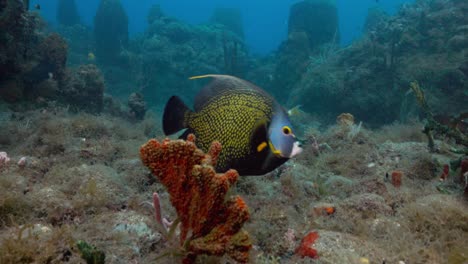 A-French-angel-fish-swimming-close-to-the-reef-on-a-nice-dive