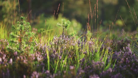 Young-pine-tree-saplings,-heather-shrubs-with-delicate-flowers,-and-lush-grass-are-lit-by-the-warm-sun-in-summer-tundra