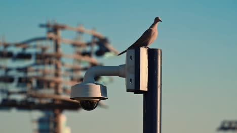 An-African-Collared-Dove-perched-on-a-pole-next-to-a-CCTV-camera-on-a-rooftop-in-urban-Dubai