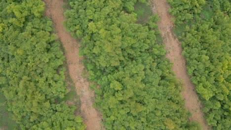 Drohne-Sinkt-über-Einen-Wald-Aus-Bambusrohren-Herab-Und-Dreht-Sich-Um-Ihre-Achse