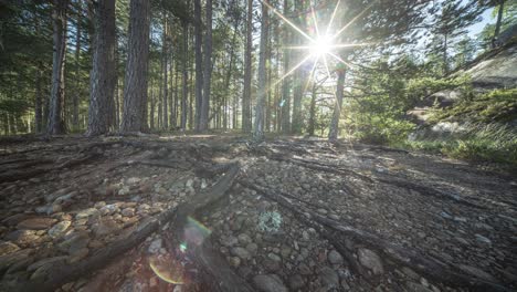 Sonnenlicht-Fällt-Durch-Die-Baumkronen-Der-Kiefern-Und-Wirft-Schatten-Auf-Den-Trockenen,-Steinigen-Boden,-Auf-Dem-Freiliegende-Wurzeln-Liegen.