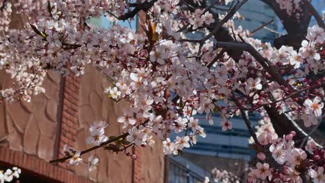 Cherry-blossoms-in-full-bloom-with-soft-sunlight-filtering-through,-city-background