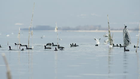 A-group-of-Lesser-White-fronted-Goose-swim-fish-lake-kerkini-Greece