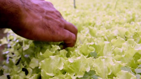 Inspecting-closely,-lettuce-leaves-texture-and-freshness-quality-checked