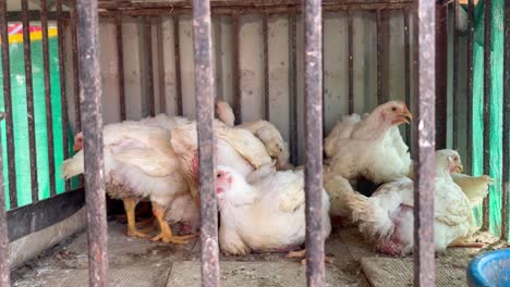 Broiler-chickens-in-a-poultry-farm