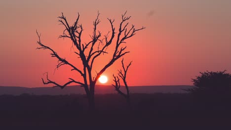 African-sunset-scene-during-golden-hour,-a-silhouette-of-a-tree-and-an-orange-sky