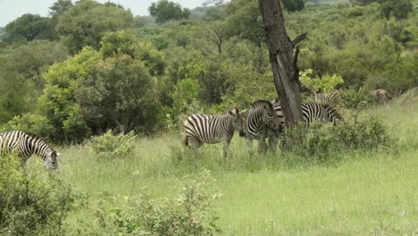 Zebra-Spielt-Neben-Einem-Baum