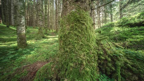 Forest-floor-and-tree-trunks-covered-with-lush-green-moss