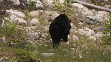 Se-Ve-Un-Oso-Negro-Hurgando-Suavemente-Entre-La-Maleza-De-Un-Denso-Bosque.