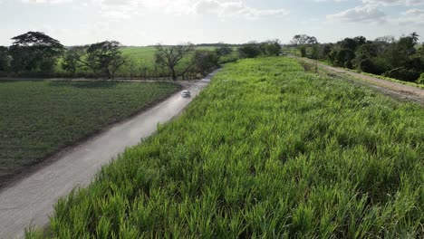 Cars-driving-along-sugar-cane-fields,-Higueral,-La-Romana-in-Dominican-Republic