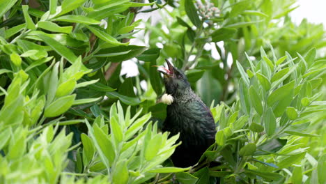 Un-Pájaro-Tui-En-Nueva-Zelanda-Cantando-En-Un-Arbusto