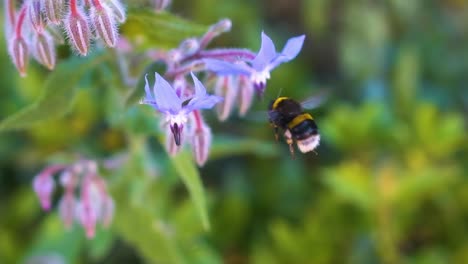 Lebendige-Zeitlupe,-Nahaufnahme-Einer-Biene,-Die-Vorsichtig-Nektar-Aus-Einer-Leuchtend-Violetten-Blume-Extrahiert