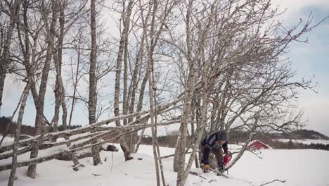 Timelapse-Of-A-Man-Cutting-Trees-With-Chainsaw-For-Firewood