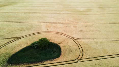 Aerial:-Drone-flight-over-a-corn-field-with-an-interesting-pattern