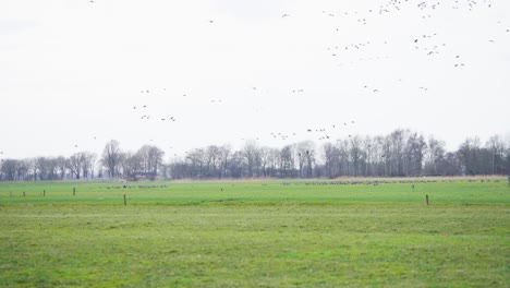 Bandada-De-Pájaros-Volando-Sobre-El-Campo-Verde-En-El-Día-Gris-De-Otoño