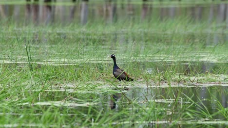 Nach-Links-Gerichtet,-Während-Die-Kamera-Heranzoomt,-Wie-Man-Mit-Seiner-Spiegelung-Auf-Dem-Wasser-Mit-Grünem-Gras,-Bronzeflügeliger-Jacana-Metopidius-Indicus,-Thailand,-Sieht