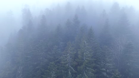 Aerial-fly-over-view-above-magical-tall-trees-in-thick-mist-in-a-mountain-forest
