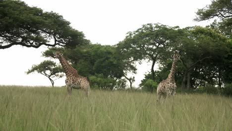 Giraffen-Stehen-Im-Hohen-Gras-In-Der-Freien-Natur