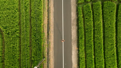 Athlete-jogs-in-middle-of-road-between-lush-green-rice-paddies,-top-down-aerial
