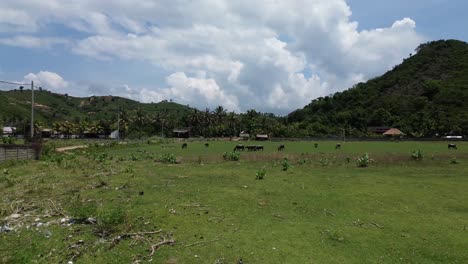 Indonesia's-farm-land-with-buffalos-roaming-free