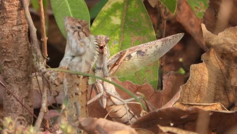 Mantis-and-lizard-hunt.-wings-