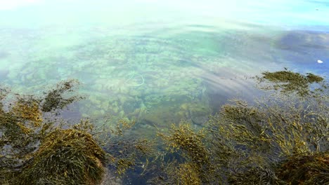 Algas-Flotantes-En-La-Superficie-Del-Agua-Y-Cuerda-De-Plástico-Verde-Entre-Los-Erizos-De-Mar-En-El-Fondo-De-La-Bahía-Rocosa