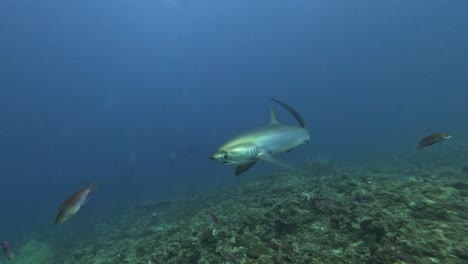 Thresher-shark-swimming-over-coral-reef-in-slow-motion-in-Malapascua-Island,-the-Philippines
