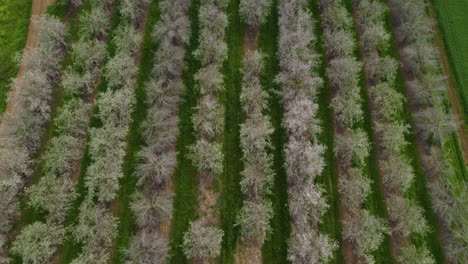 Top-down-view-to-tilt-up-of-a-blooming-almond-field,-next-to-green-fields,-all-around-there-are-green-fields