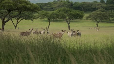 Kudu-and-Zebra-grazing-together