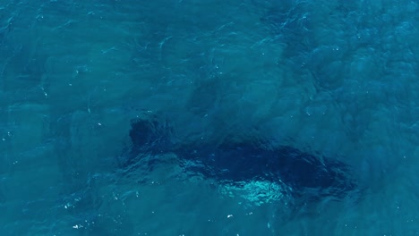Aerial-of-large-humpback-whale-under-surface-of-turquoise-ocean-water