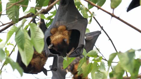 El-Zorro-Volador-De-Lyle-Colgando-De-Un-árbol.