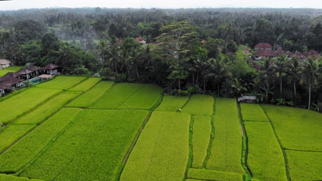 Lush-green-Indonesian-rice-terraces-with-traditional-Balinese-huts,-drone-orbit-shot,-aerial-footage
