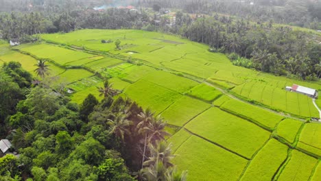 Exuberantes-Campos-De-Arroz-Verdes-En-Ubud,-Bali.