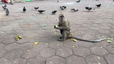 Monkey-primate-with-baby-eating-mango-fruit-up-close-at-Batu-Caves-Kuala-Lumpur-Malaysia