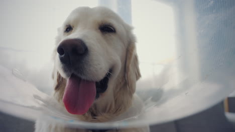 Golden-retriever-with-a-plastic-cone-collar,-looking-content,-in-a-bright-space