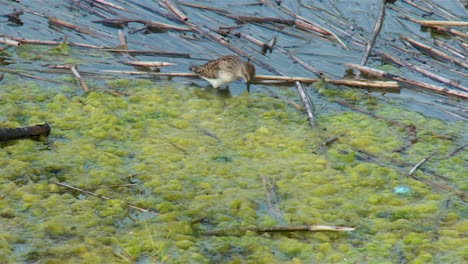 El-Pequeño-Pájaro-Pequeño-Ave-Zancuda-En-Pantanos-En-Blackwater,-Cambridge,-Maryland